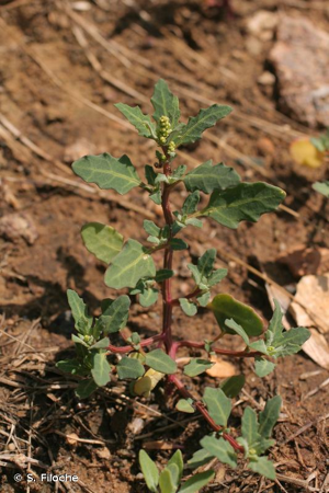 Chénopode glauque © S. Filoche