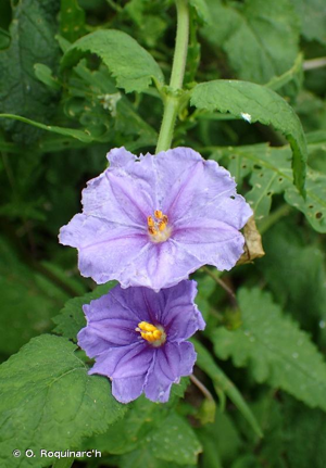 Morelle laciniée © O. Roquinarc'h