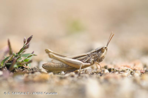  © E. SANSAULT - ANEPE Caudalis