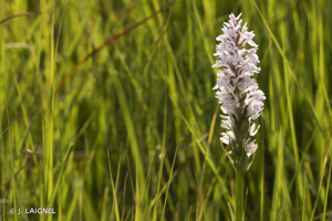 Orchis de Fuchs, Orchis tacheté des bois, Orchis de Meyer, Orchis des bois © J. LAIGNEL