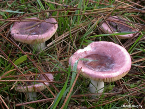 Russule cocardée © D. Sugny