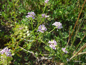 Ibéris amer © P. Gourdain