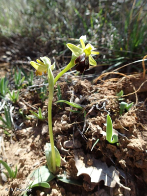 Ophrys brun © R. Poncet