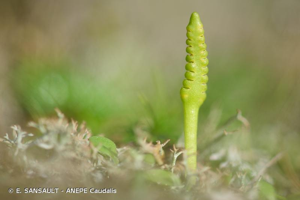 Ophioglosse du Portugal © E. SANSAULT - ANEPE Caudalis