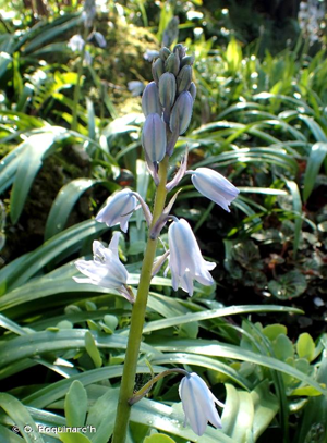 Jacinthe d'Espagne © O. Roquinarc'h
