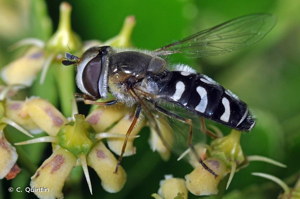 Syrphe du poirier, Syrphe pyrastre © C. Quintin