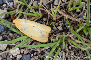Eborine (L') © Q. ROME & A. LEVEQUE (Entomo Fauna)