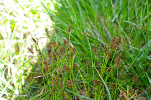 Laîche de Davall, Carex de Davall © J. Thevenot