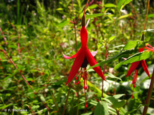 Fuchsia de Magellan © F. Michalke