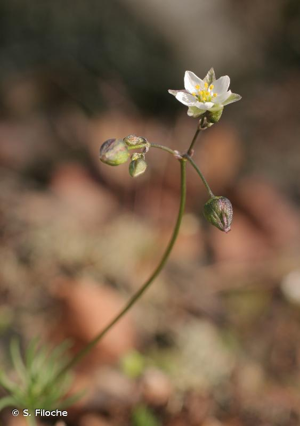Spargoute printanière, Spergule de Morison, Espargoutte de printemps © S. Filoche