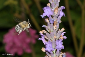 Anthophore estivale © Q. Rome