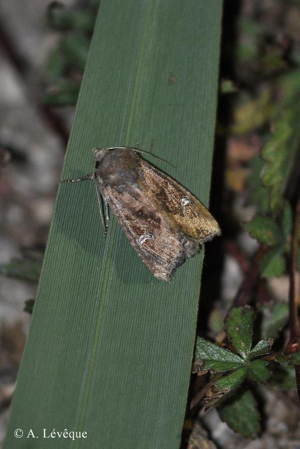 Noctuelle de l'Iris (La) © A. Lévêque