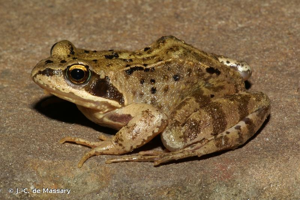 Grenouille rousse (La) © J.-C. de Massary