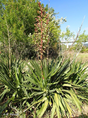 Yucca © R. Poncet