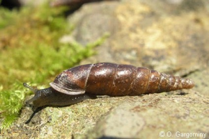 Fuseau commun © O. Gargominy
