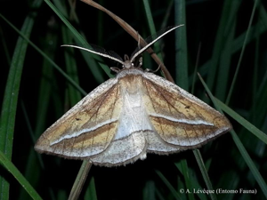 Phalène du Populage (La), Aspilate des marais (L') © A. LEVEQUE (Entomo Fauna)