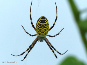 Épeire frelon © A. Lacoeuilhe