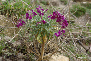 Giroflée violet, Violier © P. Gourdain