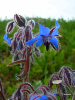 Bourrache officinale © P. Gourdain