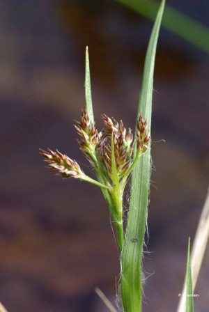 Luzule multiflore © P. Gourdain