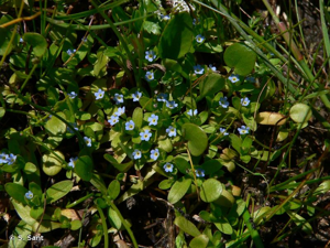 Myosotis de Sicile, Myosotis des marais © S. Sant