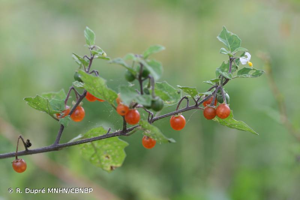 Morelle ailée © R. Dupré MNHN/CBNBP