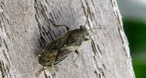 Hétérogaster de l'ortie © F. Michalke