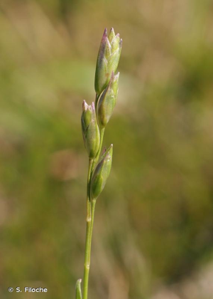 Danthonie, Sieglingie retombante © S. Filoche