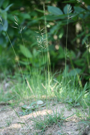 Avoine de Loudun © R. Dupré MNHN/CBNBP