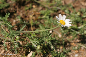 Anthémis des champs, Camomille sauvage © S. Filoche
