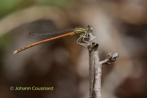 Agrion orangé © Johann Cousinard