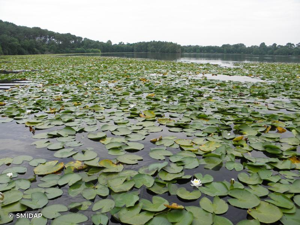 Nénuphar blanc, Lys des étangs © SMIDAP