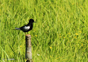 Guifette leucoptère © J. LAIGNEL