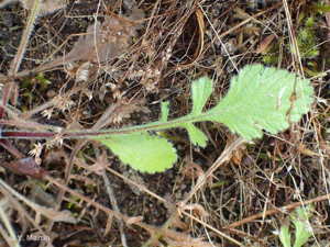 Scabieuse colombaire © 