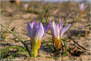 Romulée bulbocodium, Iris de Provence, Romulée à bulbe © J.-J. Milan