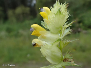 Rhinanthe à grandes fleurs, Rhinanthe à feuilles étroites © H. TINGUY