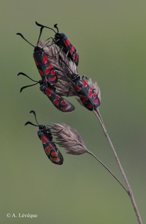 Zygène du Sainfoin (La),Zygène de la Carniole (La) © A. Lévêque