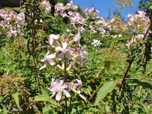 Saponaire officinale, Savonnière, Herbe à savon © 