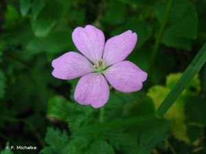 Géranium d'Endress © F. Michalke