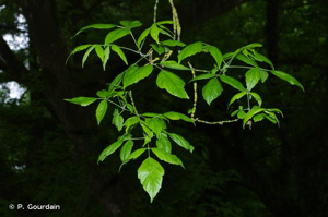 Érable negundo, Érable frêne, Érable Négondo © P. Gourdain