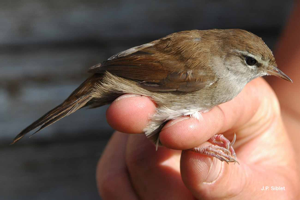 Bouscarle de Cetti © J.P. Siblet