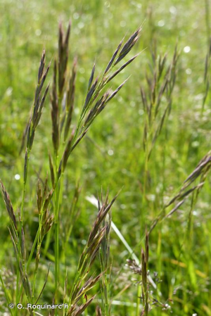 Brome érigé © O. Roquinarc'h