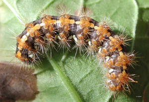 Écaille chinée (L') © A. Horellou