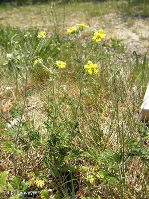 Potentille argentée © P. Rouveyrol