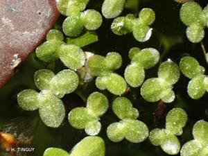 Lentille d'eau minuscule © H. TINGUY