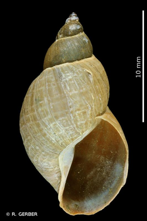 Limnée des étangs © R. GERBER