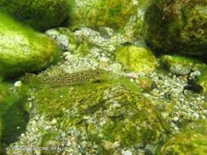 Loche franche © Yannick LEDORÉ, FFAL