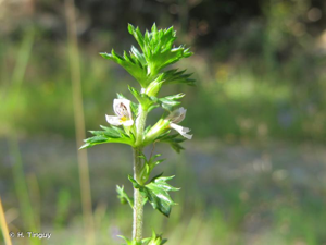 Euphraise grêle, Euphraise à petites fleurs © H. Tinguy