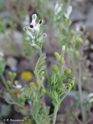 Fumeterre à petites fleurs © P. Rouveyrol