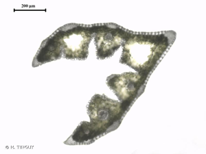 Fétuque à feuilles plates © H. TINGUY